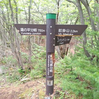 分岐