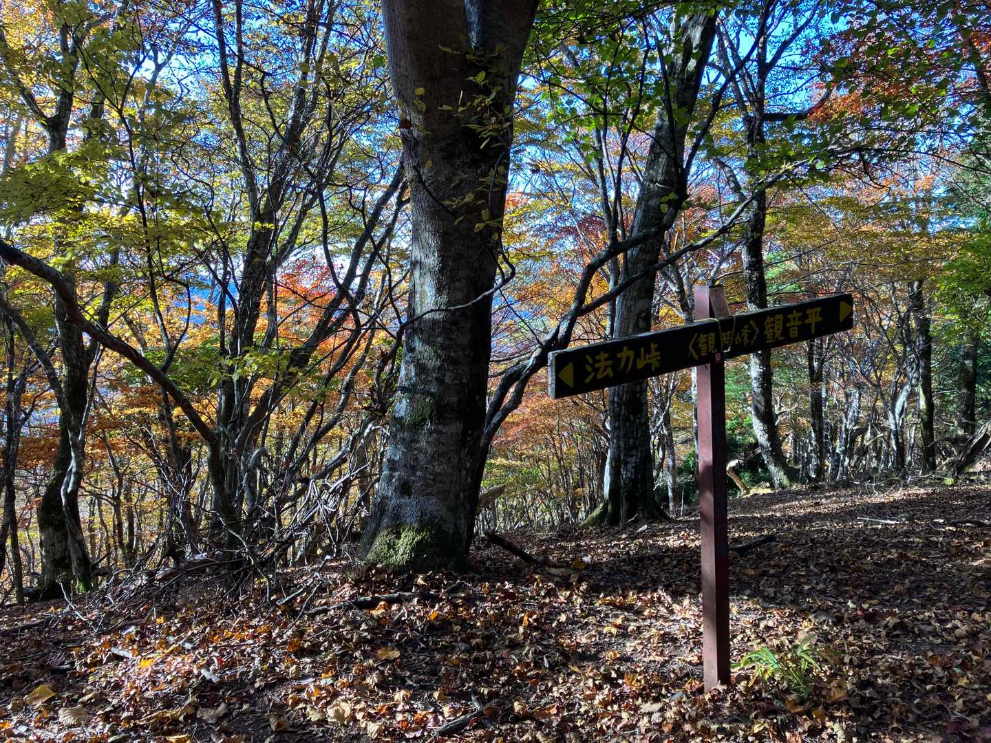 観音峯山頂。
特に何もありません。
今回は紅葉がお目当てなので、ここで引き返します。