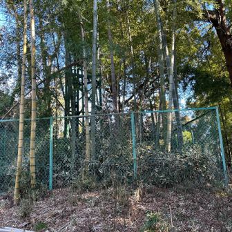 山頂はこちらの竹藪だろうか？ 不明瞭なまま撤退。