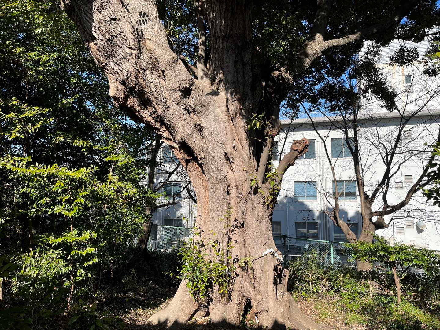 諸岡山（福岡県）の写真