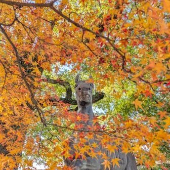 離宮八幡宮。馬𓃗の紅葉狩はのぞき見🫣。