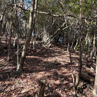 ここからは山肌を登る登山道になりました