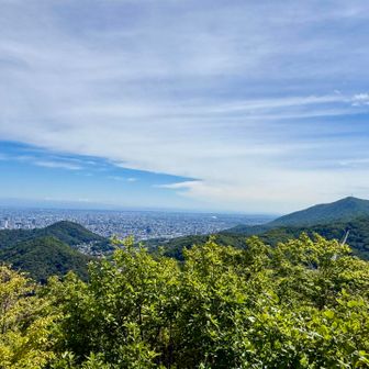 円山と藻岩山⛰️
藻岩沙参⚪️なのに藻岩にはもうないよ💧
