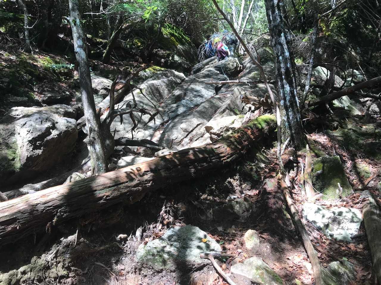 こんなに急登なのに、さらに徐々にハードさが増し、山頂までずっと続きます。