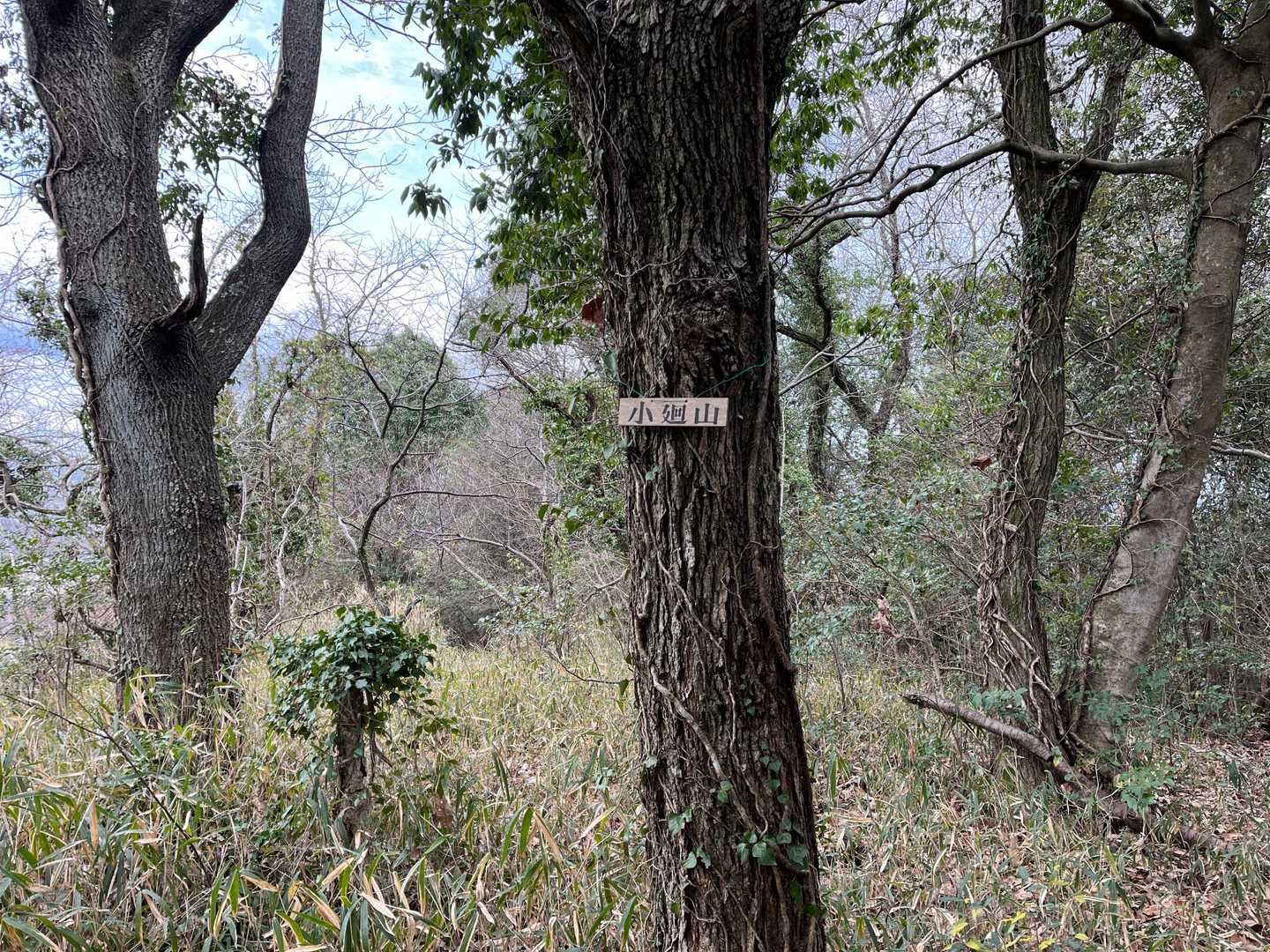 南隣の小廻山🚩は山頂まで歩けます🥾
