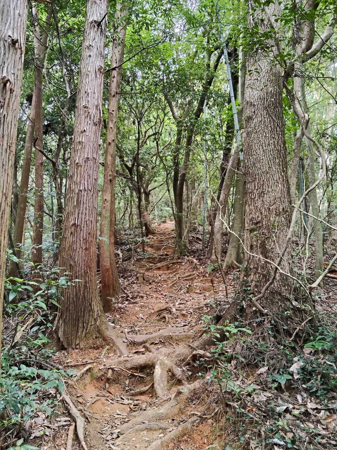 今日は直登