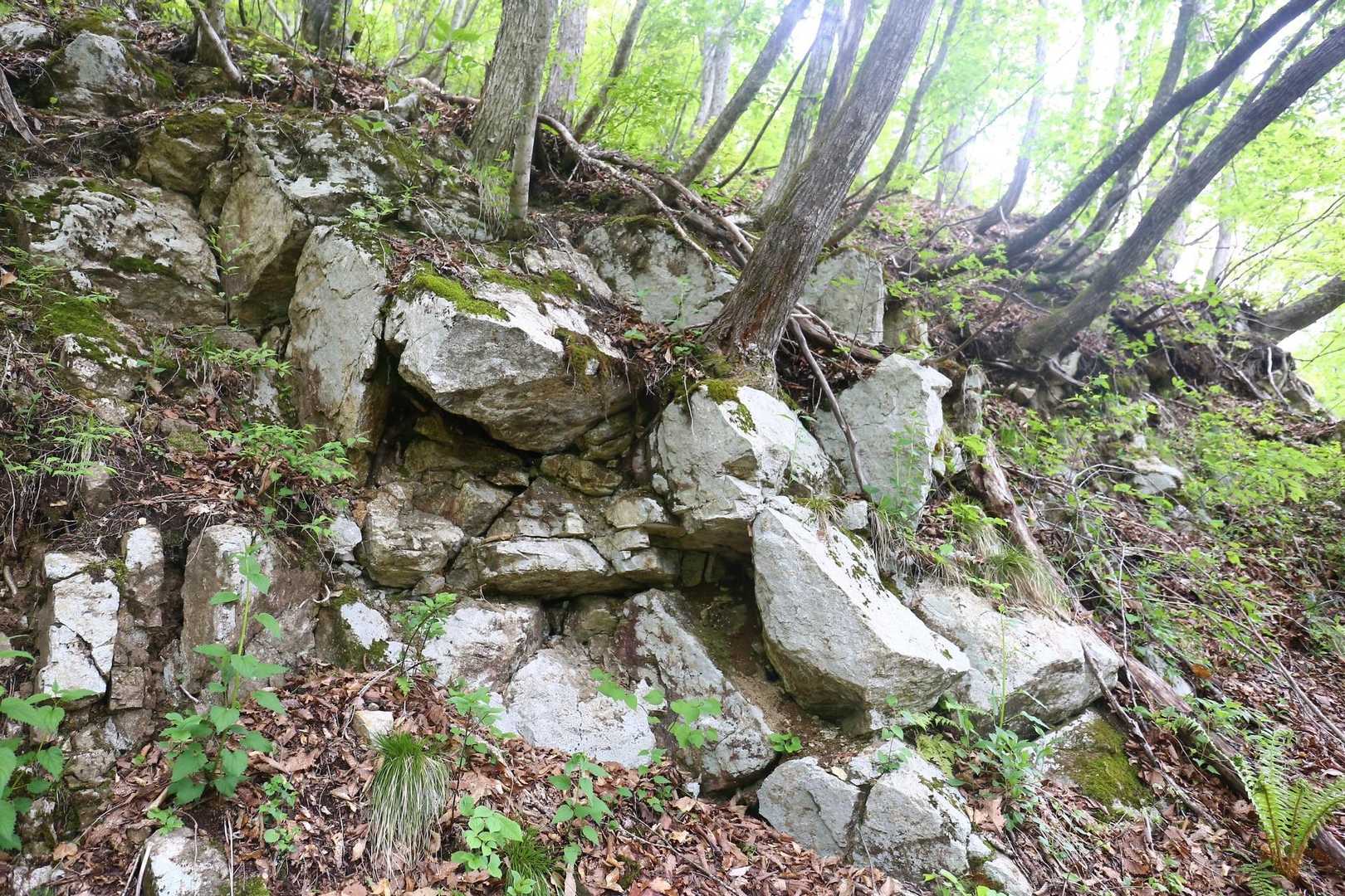 ところどころに露出してる岩が気になる🪨

かなり深いところにある地層が縦にズレて隆起してるから、珍しい岩とか出るのだとか。