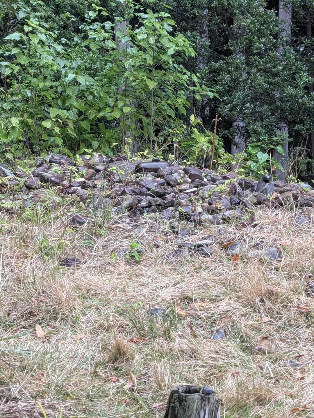古い石垣ですぞ☝️
田圃をやめて杉を植えたらしいです♫🌲