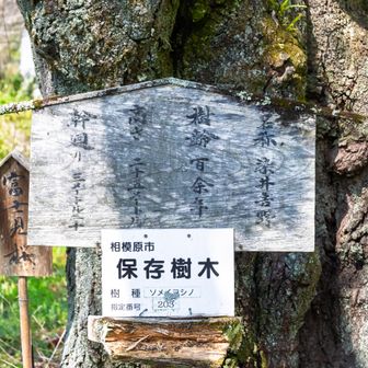 相模原市保存樹林