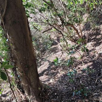 大分、人が通らなくなったので道がなくなり始めています。