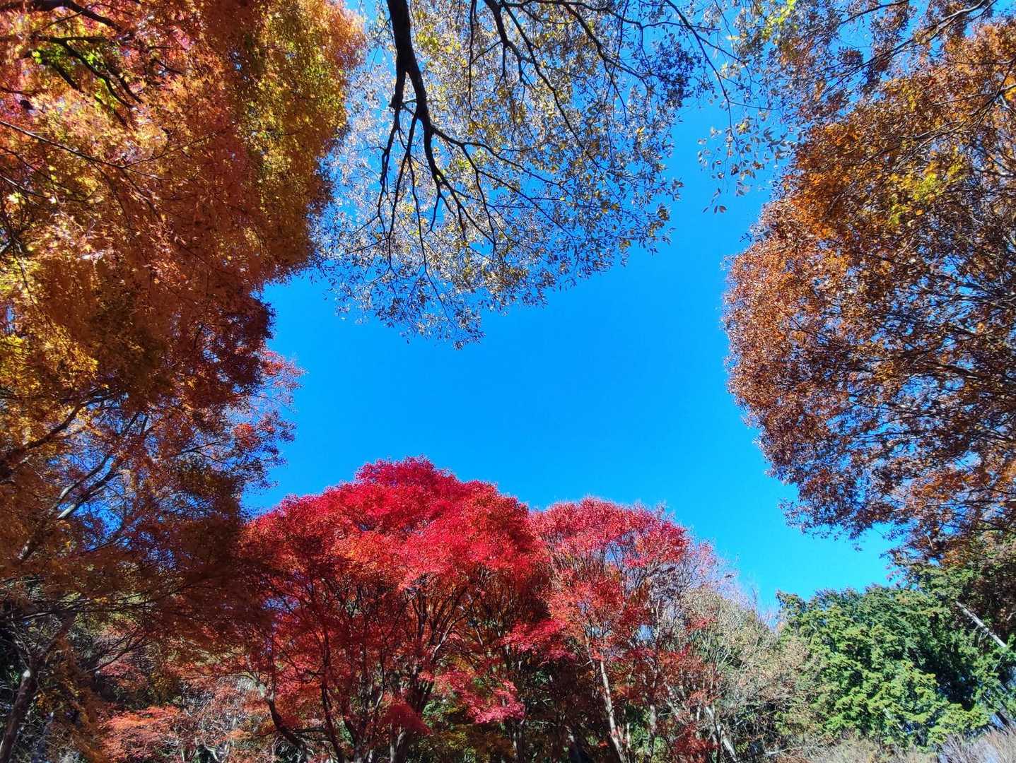 こんなおもしろい写真が撮れた