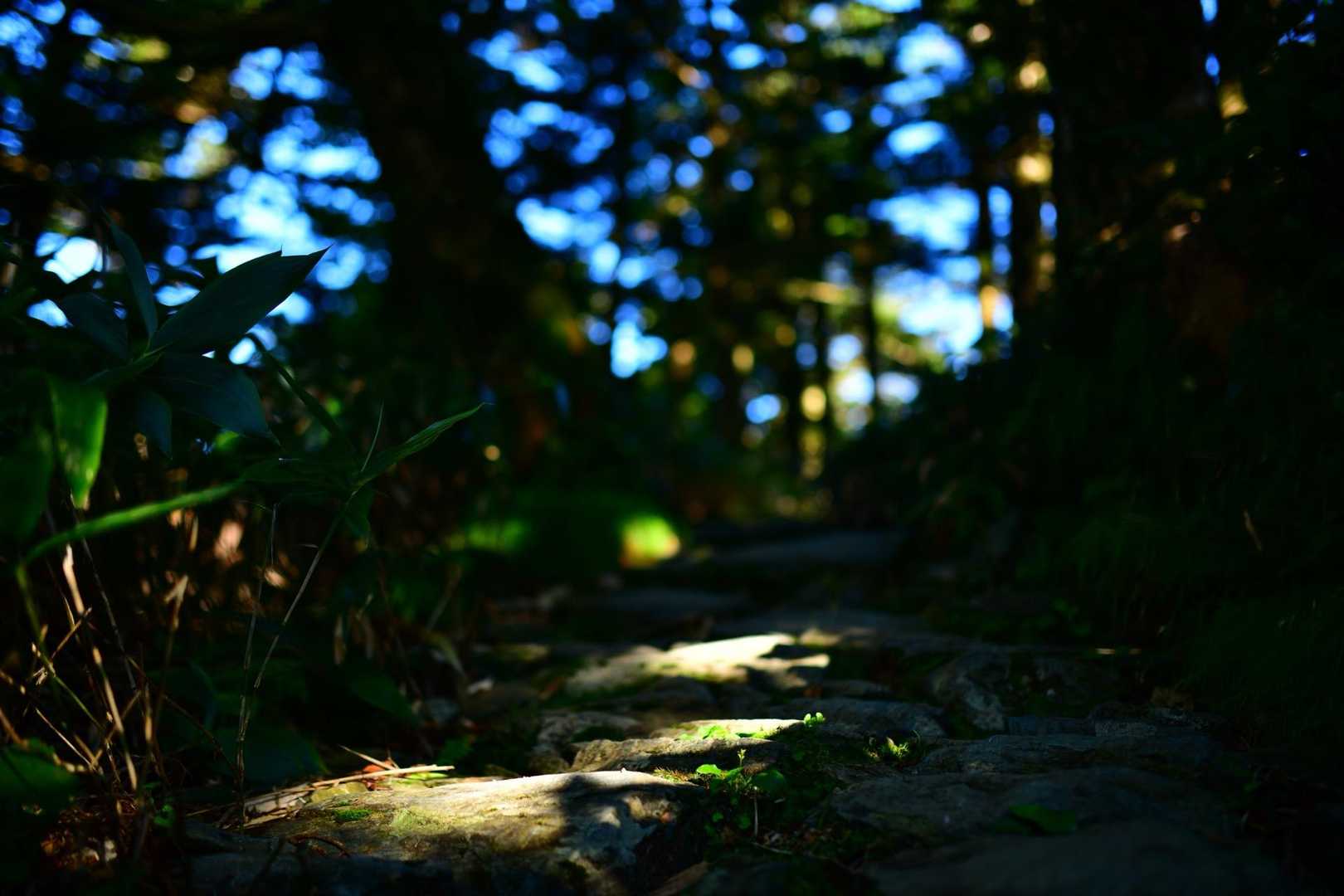 瓶ヶ森登山口発着｜四国最高峰を眺望する瓶ヶ森 周回コースの写真