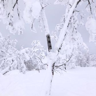 頂上周りにもたくさんのスキー跡、お昼だけど人はいない。平らな頂上です。