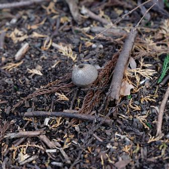 ツチグリかな？押したら胞子が放出されていました