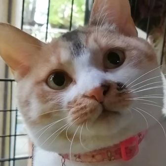 やたらめったらまるがお