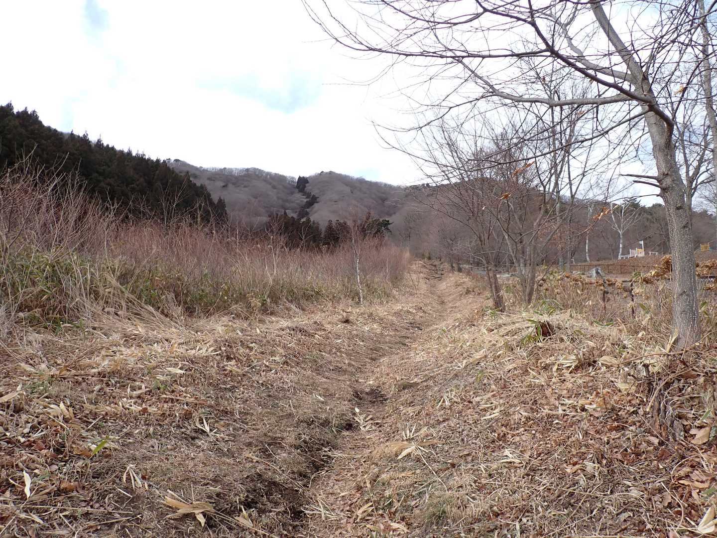 初めはなだらかな歩きやすい道。
