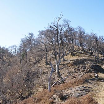 山頂までのなだらかな道、ずっと歩いてられます。