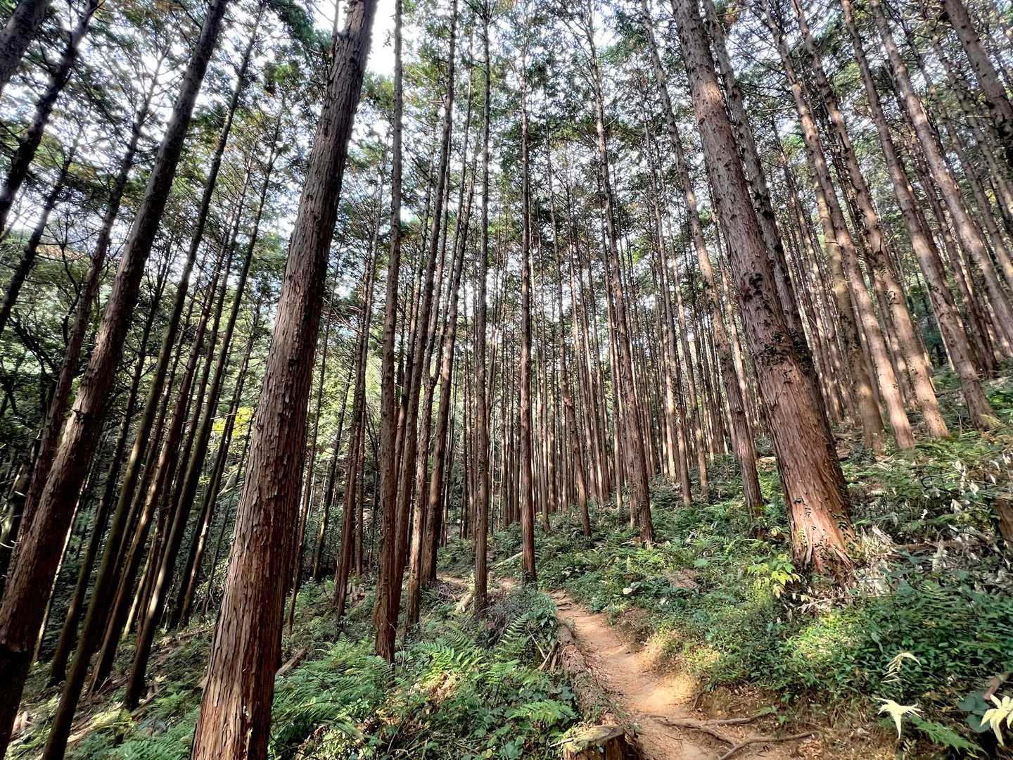 綺麗に整備された登山道🌲