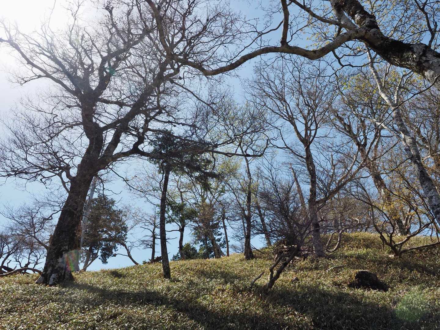 西峰に近づくと笹原に