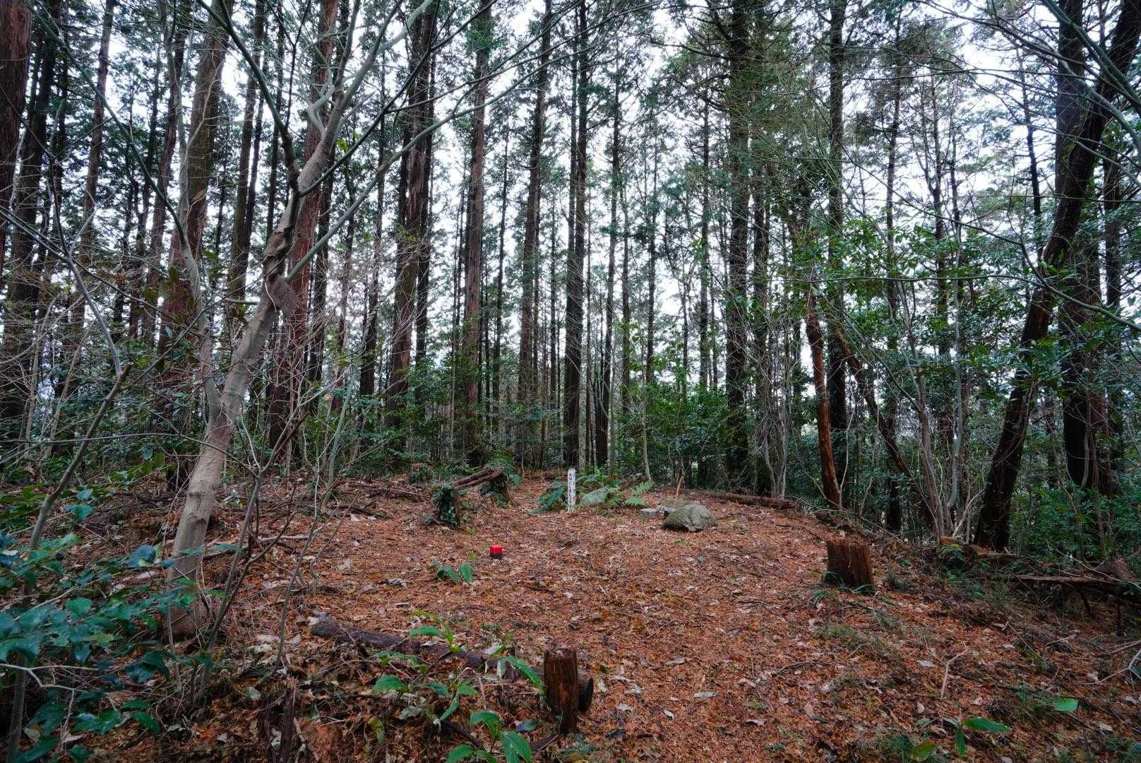 山頂の様子📸
展望なし