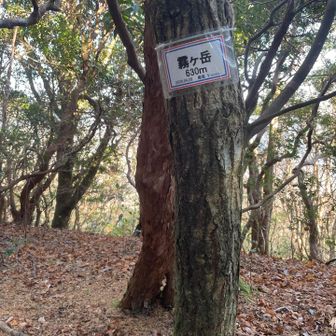 霧ケ岳に到着。眺望なし。奥にもグレーピークがあったけどきっと眺望なしなので引き返します。