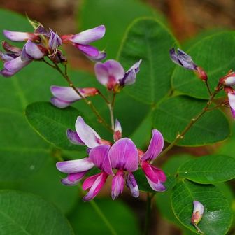 よく見る花と同じ感じね。
