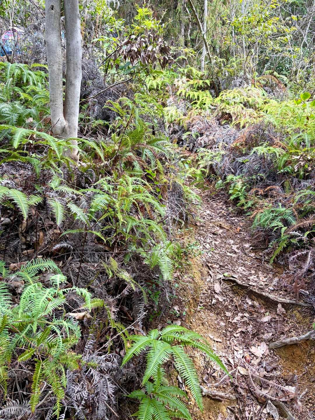両サイドシダ🌿の急登💦