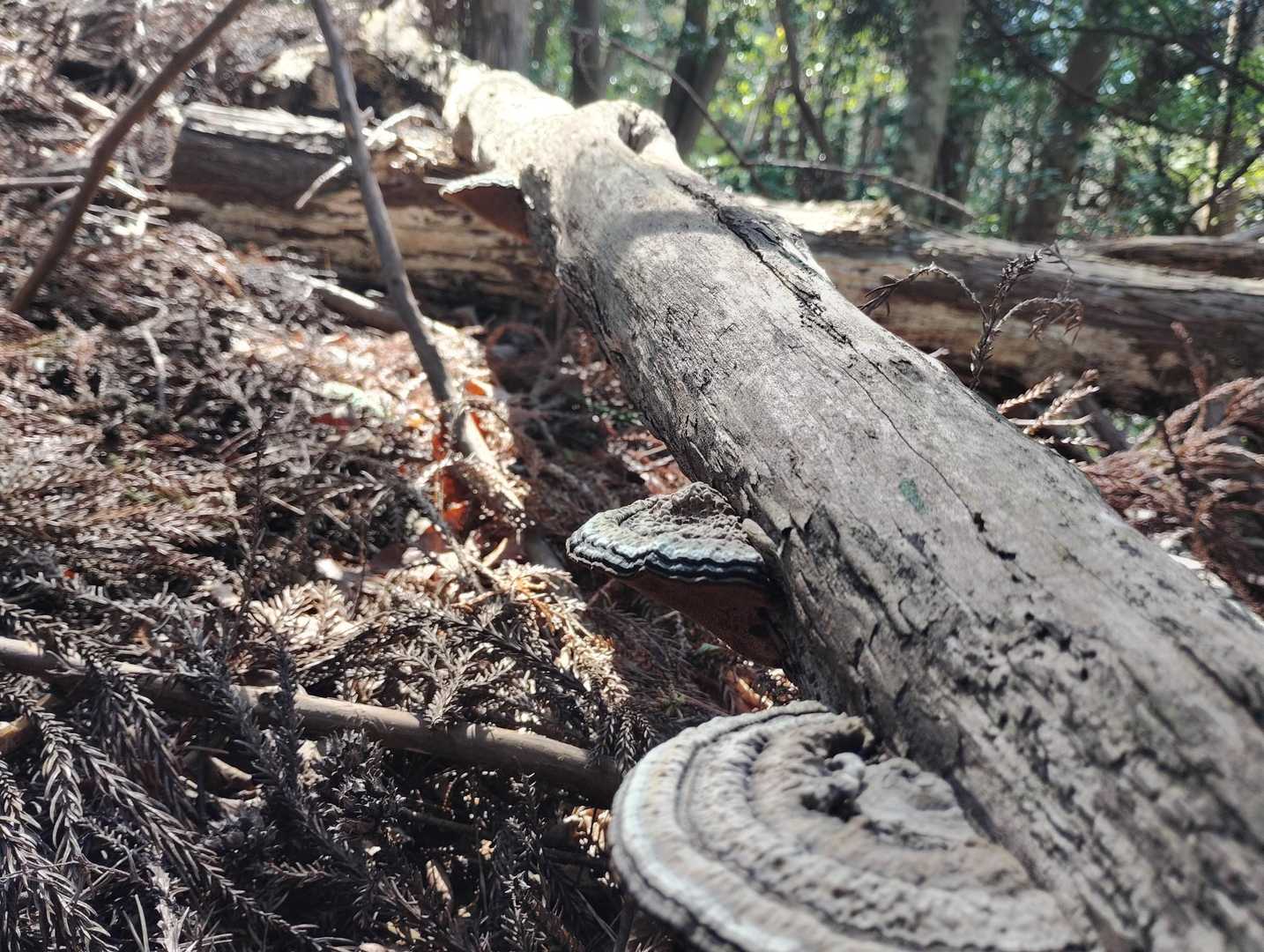 鐘ヶ坂峠登山口-金山 往復コースの写真