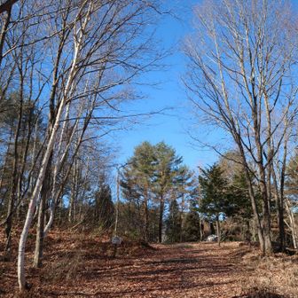 お疲れ様でした！このあと、30分ほど林道歩きです🚶