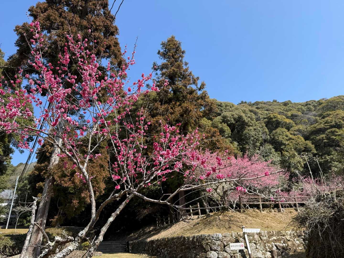 今年は梅の花が咲くのが遅かったのでこれから楽しめます。