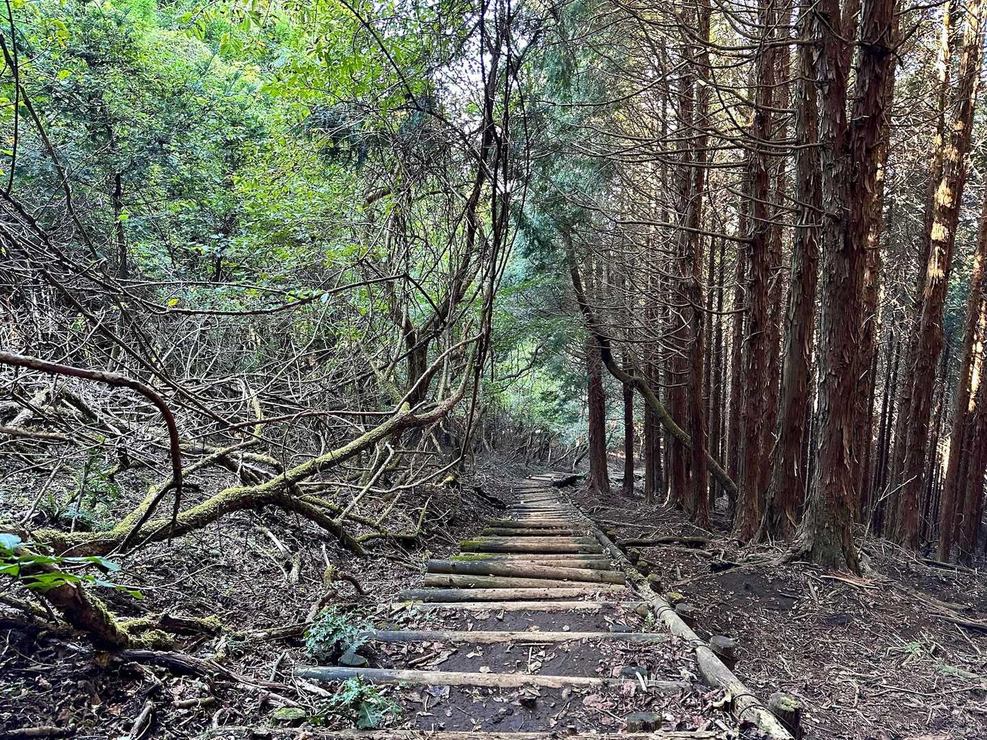 下山は、木階段から下りました🚶‍♀️
