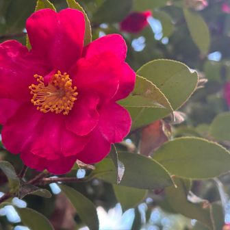 松島といえばサザンカ