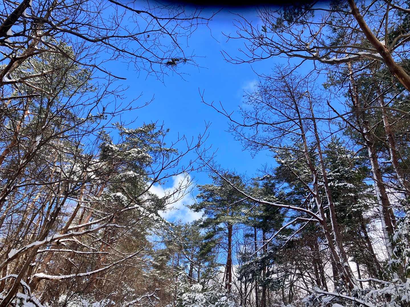 このブルー最高ですよね
