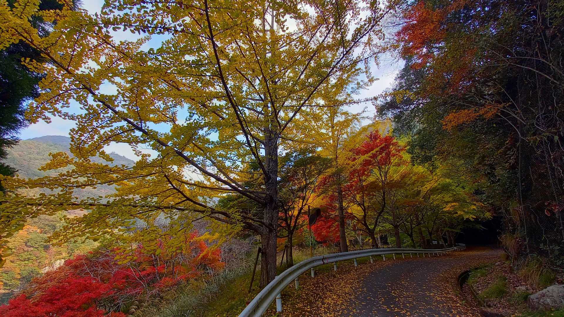 明神山登り口　-西の小明神-明神山登り口 往復コースの写真
