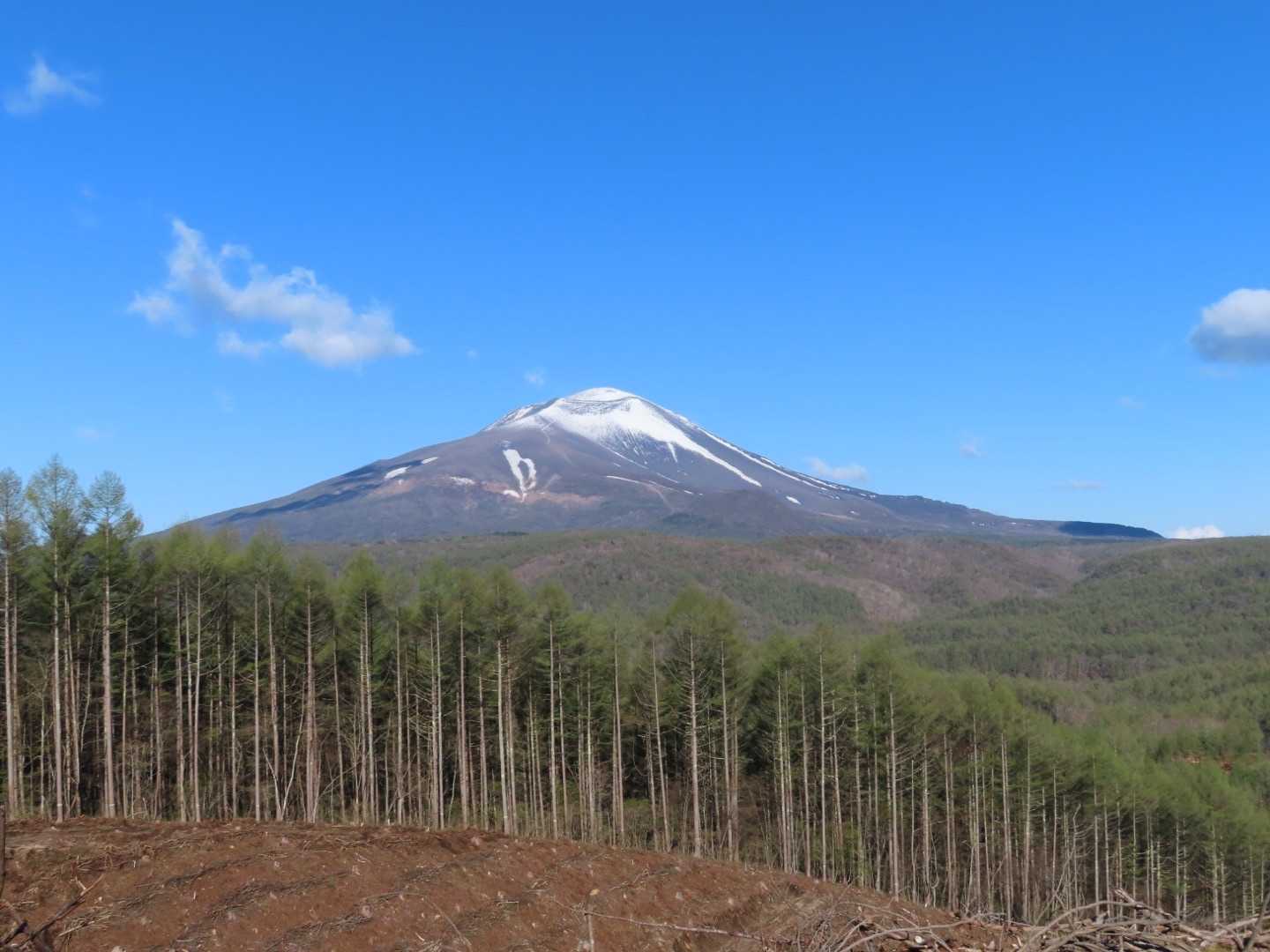 カラマツ林の伐採地より