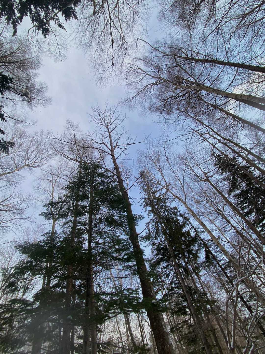 三菱山 往復コースの写真