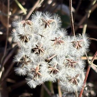 ふわふわしていて可愛いですね😻
Google先生は、ボタンヅルと教えてくれました。あってますか？