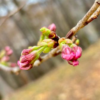 コブクロの代表曲