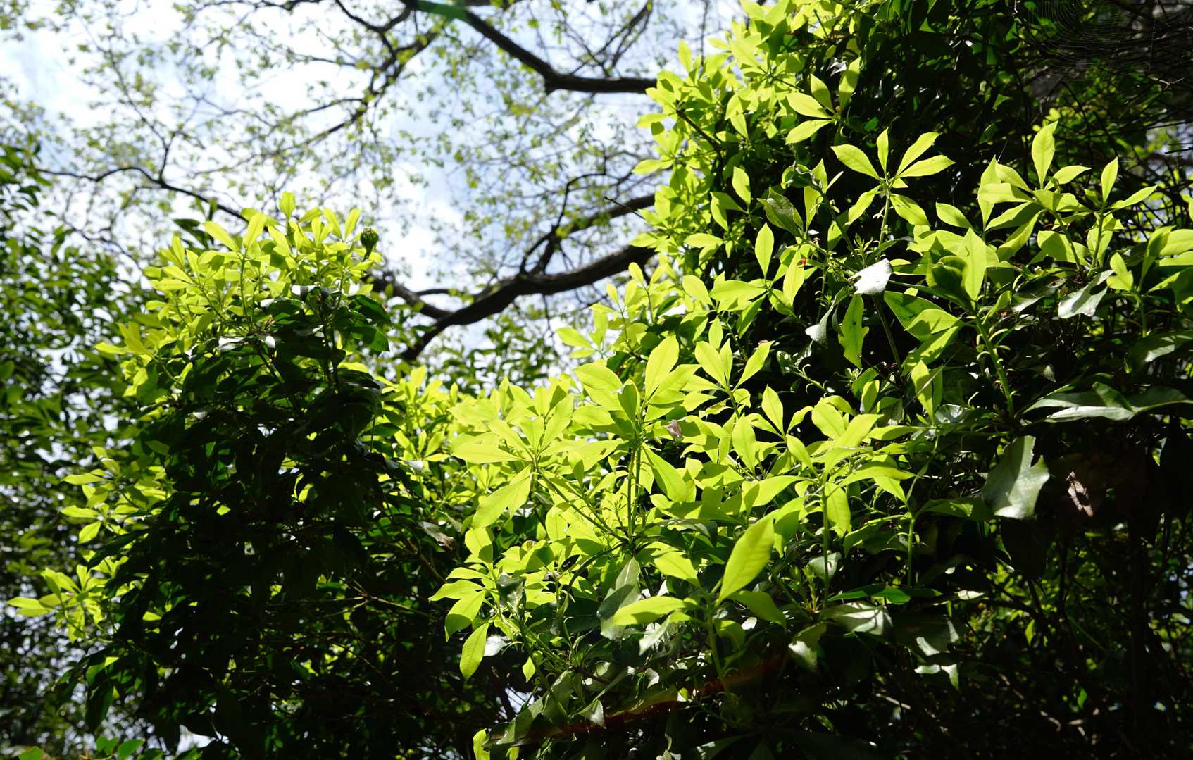 新緑の季節が来ましたよー🍀
新緑もできるだけたくさん見たい😊