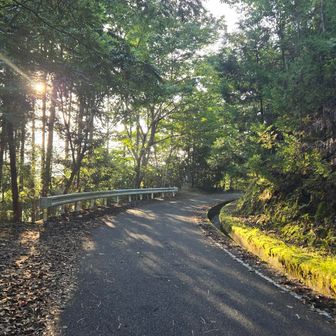 朝陽射す林道