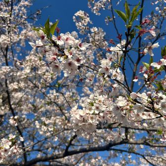 綺麗に咲いていました