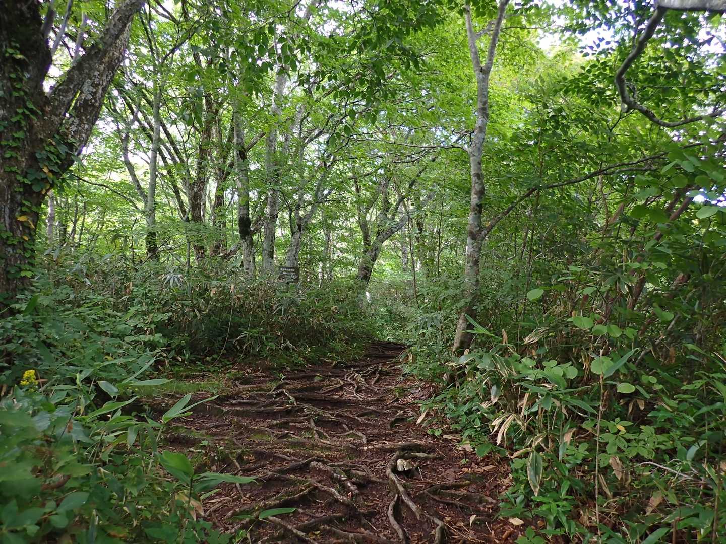 ブナッコ道だったかな🤔・・・ブナの木，根が沢山