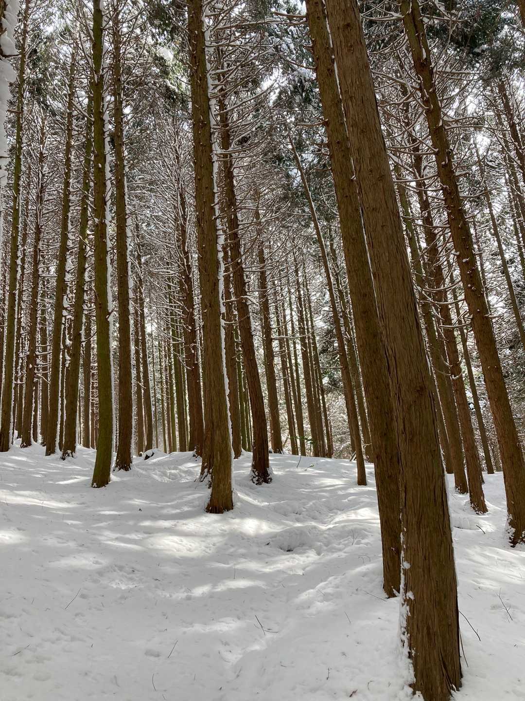 登山道外れて山頂ショートカットします🤗
スッゴイ急登で名峰立烏帽子の登りに匹敵コースになります😄