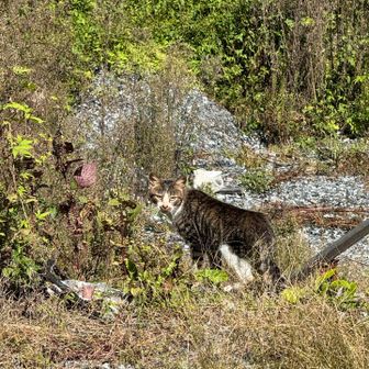 鴨沢のお猫様