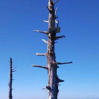 白檜岳山名板
雪シーズンでも埋もれないようにするためか、枯木のだいぶ上の方に設置されていました