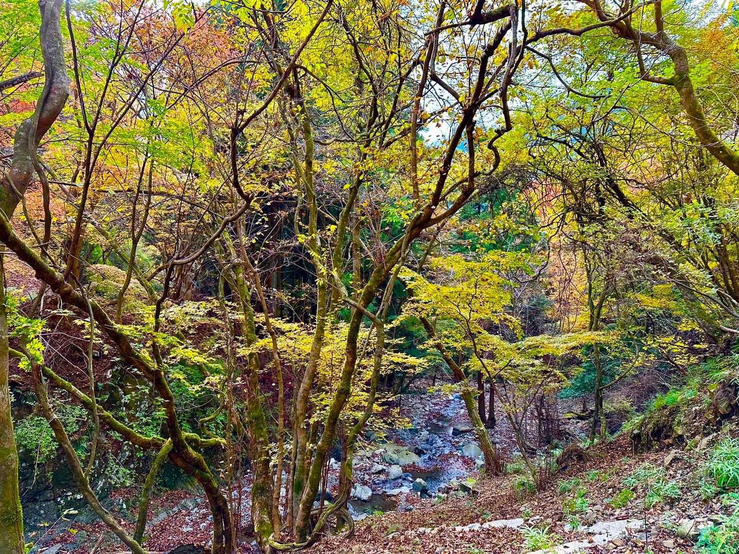 紅葉の沢を越え….