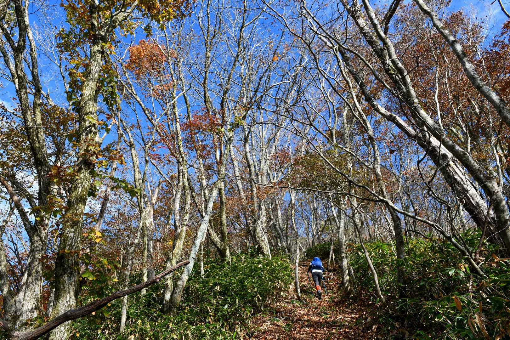 向峠バス停-小五郎山 往復コースの写真