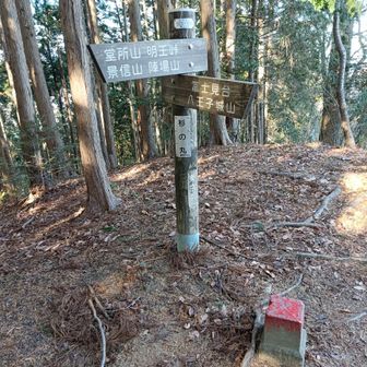 杉の丸  丸って船みたい