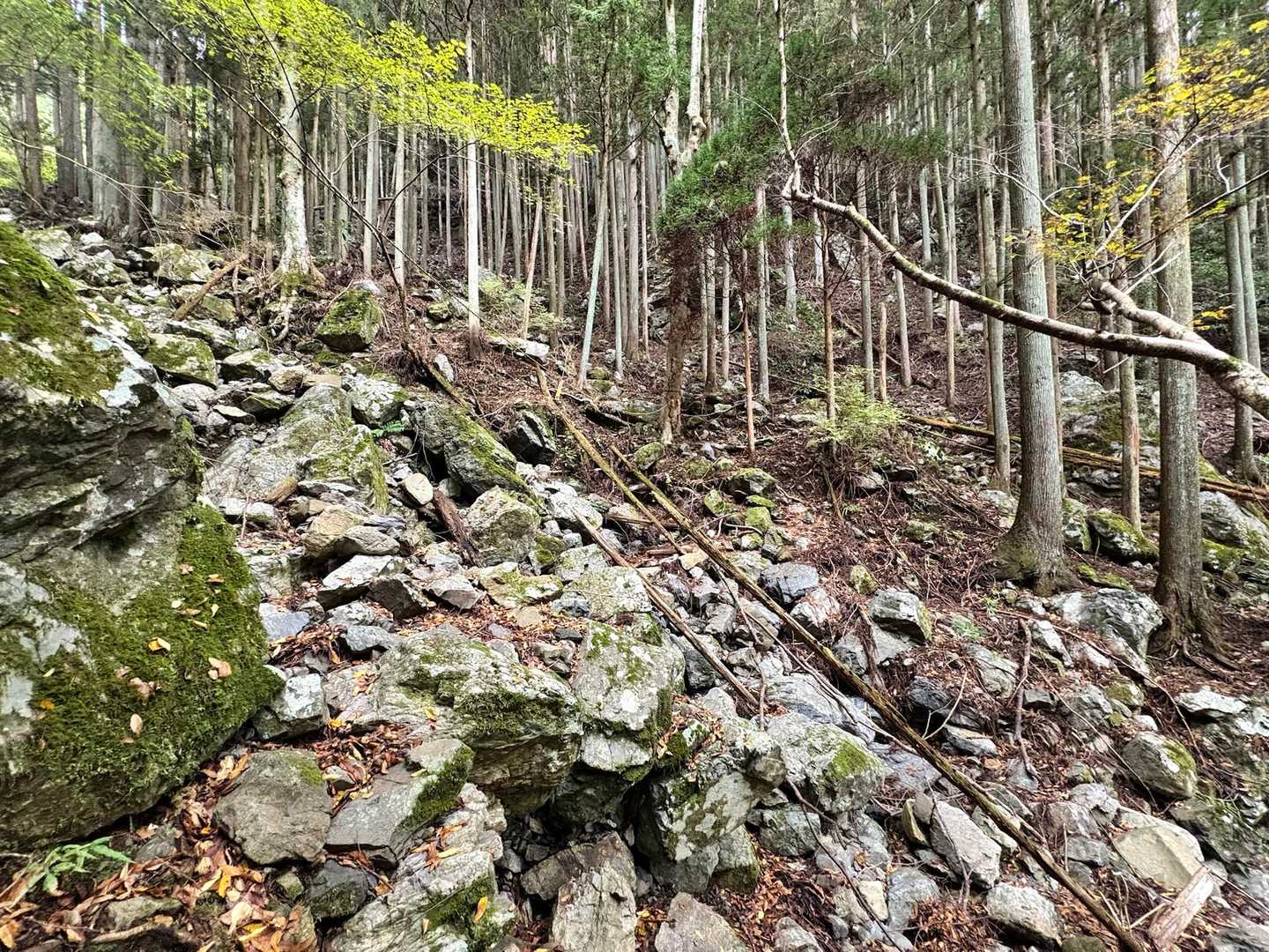 涸れ沢を渡渉して林道を九十九折りに登って行きます。