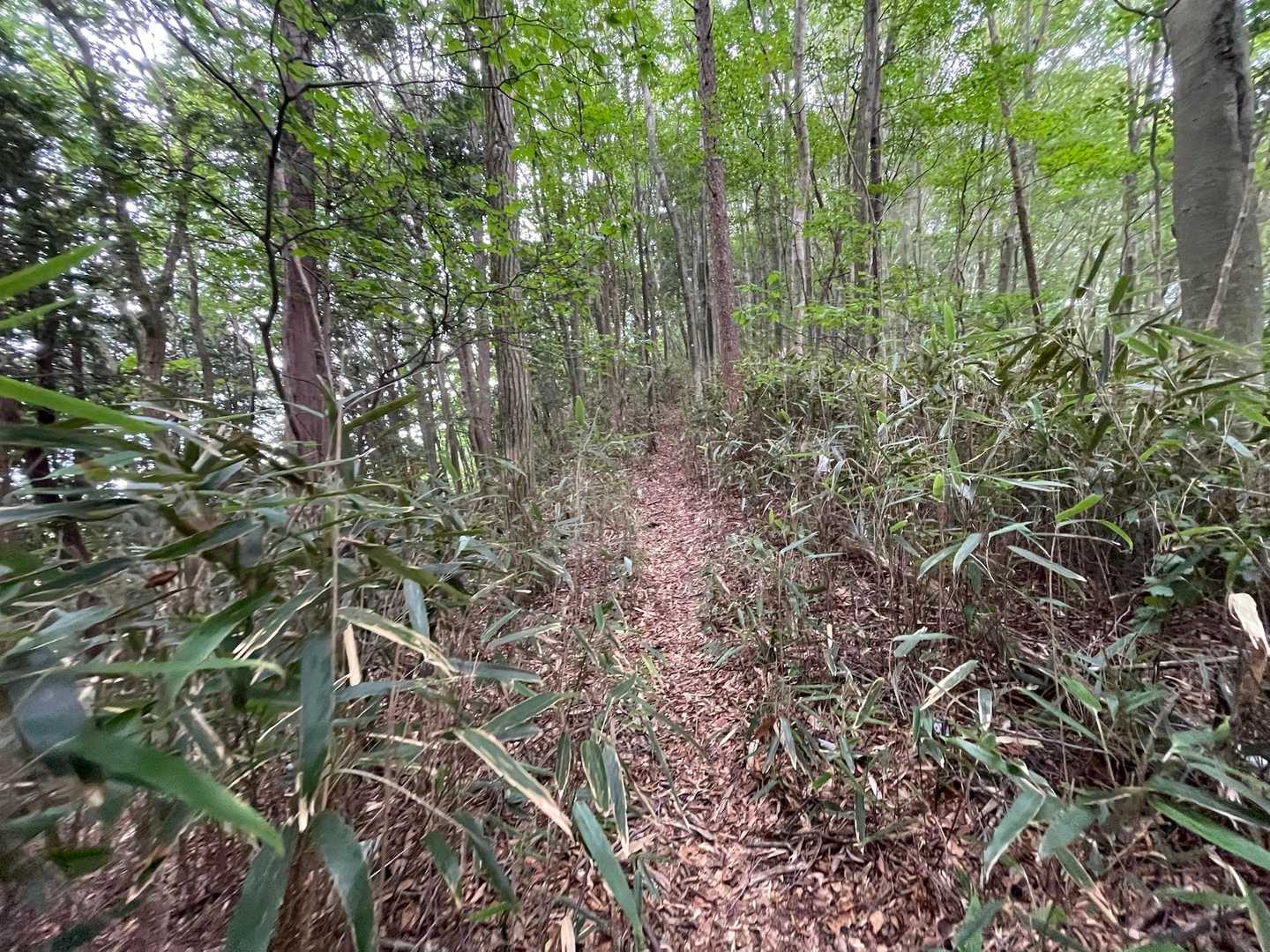 背丈ほどの熊笹だけど
整備されてるのか道は明朗だ✨
